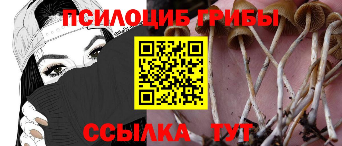Галлюциногенные грибы Psilocybine cubensis Губаха